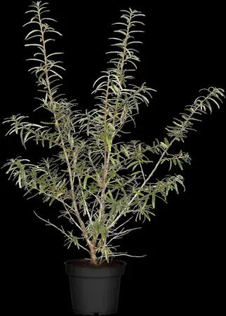 Hippophae rhamnoides 'Leikora' - 200-250 CM C20 - image 5