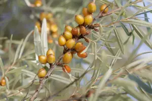Hippophae rhamnoides 'Leikora' - 2 Ltr, 3 canes - image 2