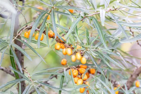 Hippophae rhamnoides 'Leikora' - 100-125 CM C10 - image 5