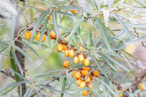 Hippophae rhamnoides 'Leikora' - 100-125 CM C10 - image 5