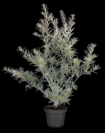 Hippophae rhamnoides 'Pollmix' - 2 Ltr, 3 canes - image 4