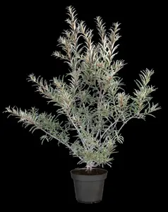 Hippophae rhamnoides 'Pollmix' - 2 Ltr, 3 canes - image 4