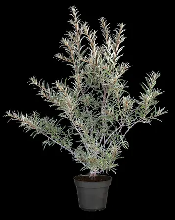 Hippophae rhamnoides 'Pollmix' - 3 Ltr pot - image 4