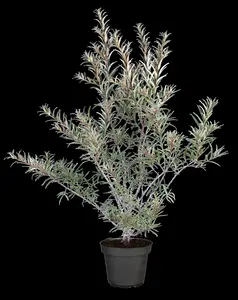 Hippophae rhamnoides 'Pollmix' - 3 Ltr pot - image 4