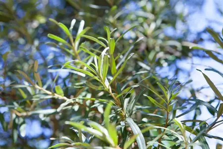 Hippophae rhamnoides 'Pollmix' - 2 Ltr, 3 canes - image 1