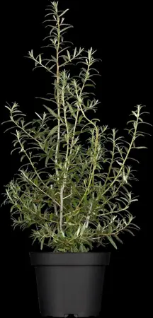 Hippophae rhamnoides 'Pollmix' - 2 Ltr, 3 canes - image 3
