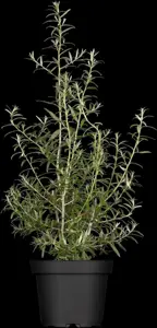 Hippophae rhamnoides 'Pollmix' - 2 Ltr, 3 canes - image 3