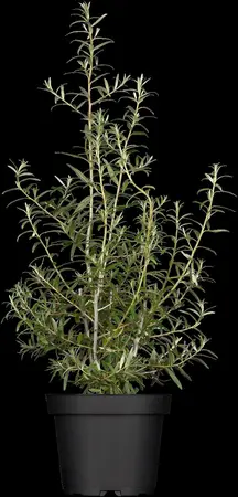 Hippophae rhamnoides 'Pollmix' - 3 Ltr pot - image 3