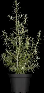 Hippophae rhamnoides 'Pollmix' - 3 Ltr pot - image 3