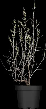 Hippophae rhamnoides 'Silver Star' - 30-40 CM C3 - image 2