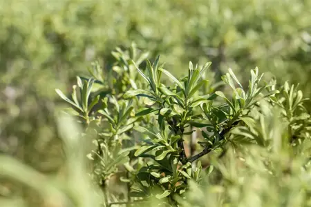 Hippophae rhamnoides 'Sirola' - 50-60 CM C3 - image 2