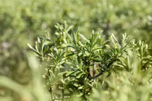 Hippophae rhamnoides 'Sirola' - 50-60 CM C3 - image 2