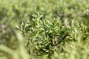 Hippophae rhamnoides 'Sirola' - 60-80 CM C2 - image 2