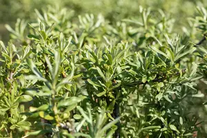Hippophae rhamnoides 'Sirola' - P9 - image 2