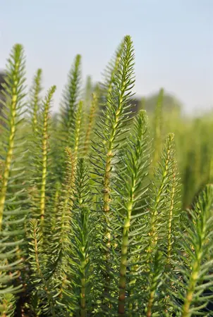 Hippuris vulgaris - 17 cm aquatic basket - image 1
