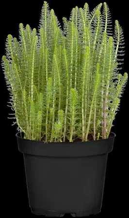 Hippuris vulgaris - P9 - image 2