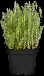 Hippuris vulgaris - 17 cm aquatic basket - image 2