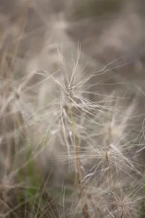 Hordeum jubatum - P9 - image 1