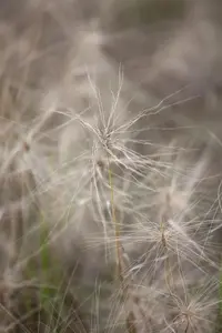 Hordeum jubatum
