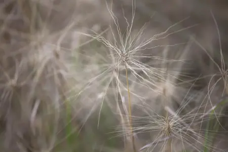 Hordeum jubatum - P9 - image 2