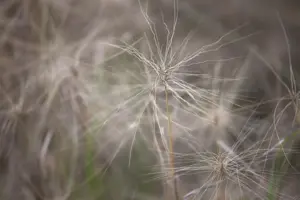 Hordeum jubatum - P9 - image 2