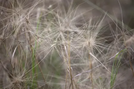 Hordeum jubatum - P9 - image 3
