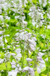 Hosta 'August Moon' - 3 Ltr pot - image 2