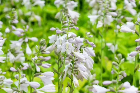 Hosta 'August Moon' - 3 Ltr pot - image 1