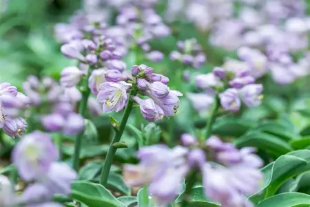 Hosta 'Blue Mouse Ears' - P9