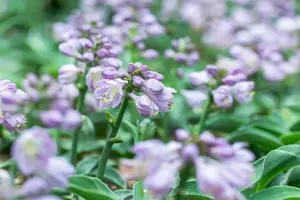 Hosta 'Blue Mouse Ears'