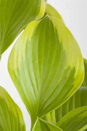 Hosta 'Blue Stilton' - 3 Ltr pot - image 5