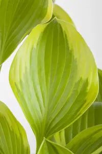 Hosta 'Blue Stilton' - 3 Ltr pot - image 5