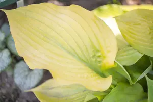 Hosta 'Blueberry Muffin' - P9 - image 4