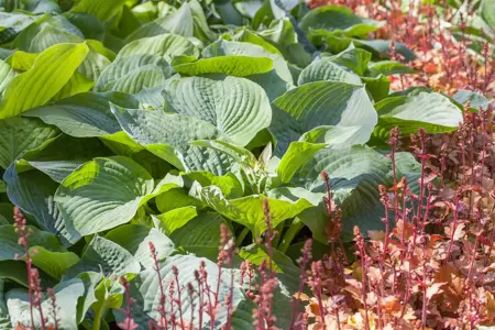 Hosta 'Bressingham Blue' - 2 Ltr pot