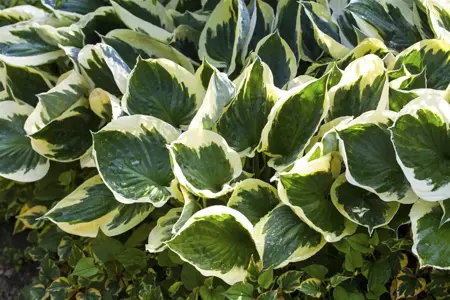 Hosta fort. 'Aureomarginata' - 2 Ltr pot