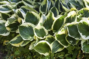 Hosta fort. 'Aureomarginata'