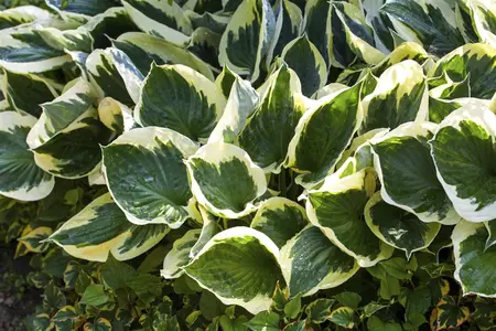 Hosta fort. 'Aureomarginata' - P13