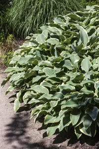 Hosta 'Francee' - 2 Ltr pot - image 5