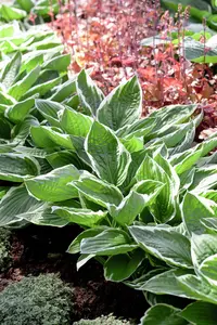 Hosta 'Francee' - 3 Ltr pot - image 4