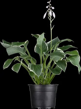 Hosta 'Francee' - 2 Ltr pot - image 3
