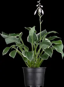 Hosta 'Francee' - 2 Ltr pot - image 3