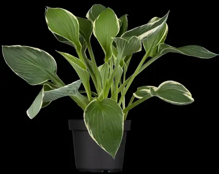 Hosta 'Francee' - 2 Ltr pot - image 2