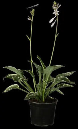 Hosta 'Francee' - 2 Ltr pot - image 1