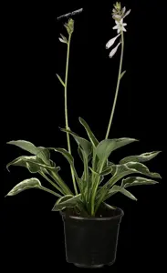 Hosta 'Francee' - 2 Ltr pot - image 5