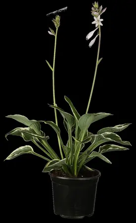 Hosta 'Francee' - 3 Ltr pot - image 1