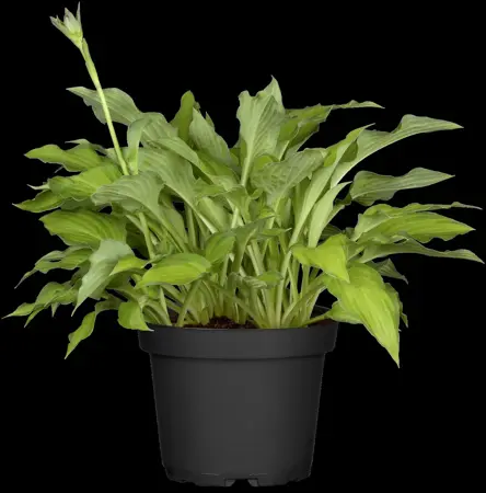 Hosta 'Gold Standard' - P11 - image 2