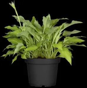 Hosta 'Gold Standard' - P11 - image 2