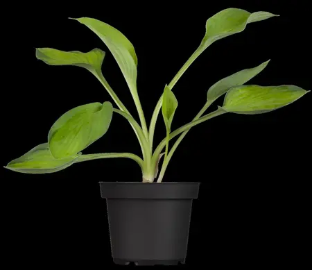 Hosta 'Gold Standard' - P11 - image 1