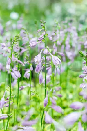 Hosta 'Golden Tiara' - P11 - image 2