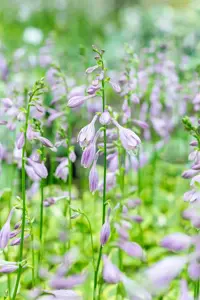 Hosta 'Golden Tiara' - P11 - image 2